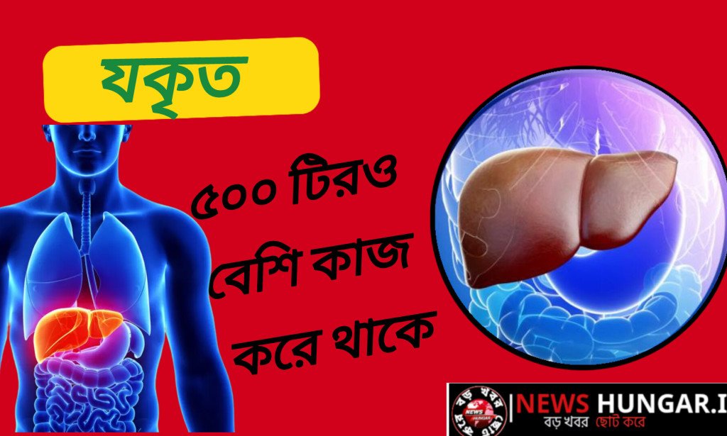 যকৃত মানব দেহের ৫০০ টিরও বেশি কাজ একাই সম্পন্ন করে থাকে।